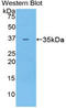 CD2 Associated Protein antibody, LS-C293275, Lifespan Biosciences, Western Blot image 