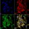 Citrulline antibody, NBP2-59365, Novus Biologicals, Immunofluorescence image 