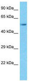 SPARC Like 1 antibody, TA346590, Origene, Western Blot image 