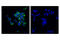 TNF Receptor Superfamily Member 4 antibody, 15123S, Cell Signaling Technology, Immunofluorescence image 
