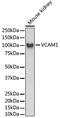 Vascular Cell Adhesion Molecule 1 antibody, 13-959, ProSci, Western Blot image 