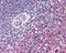 Adhesion G Protein-Coupled Receptor E5 antibody, 48-920, ProSci, Immunohistochemistry paraffin image 