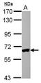 Interferon Regulatory Factor 5 antibody, GTX113477, GeneTex, Western Blot image 