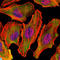 C-Terminal Src Kinase antibody, LS-C812554, Lifespan Biosciences, Immunofluorescence image 