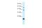 BolA Family Member 1 antibody, PA5-40483, Invitrogen Antibodies, Western Blot image 