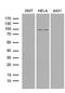 MutL Homolog 1 antibody, LS-C795358, Lifespan Biosciences, Western Blot image 