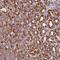 Calcium/calmodulin-dependent protein kinase type 1 antibody, NBP2-38647, Novus Biologicals, Immunohistochemistry paraffin image 