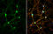 Serpin Family I Member 1 antibody, GTX106371, GeneTex, Immunocytochemistry image 