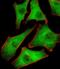 Proteasome 26S Subunit, Non-ATPase 10 antibody, PA5-72168, Invitrogen Antibodies, Immunofluorescence image 