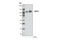 Ubiquitin Specific Peptidase 10 antibody, 5553S, Cell Signaling Technology, Western Blot image 