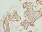 Thyroid Hormone Receptor Interactor 13 antibody, A61518-100, Epigentek, Immunohistochemistry paraffin image 