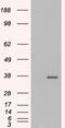 Growth Differentiation Factor 15 antibody, 45-663, ProSci, Enzyme Linked Immunosorbent Assay image 