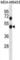 Rho GDP Dissociation Inhibitor Alpha antibody, abx031376, Abbexa, Western Blot image 