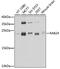 Ras-related protein Rab-24 antibody, 23-551, ProSci, Western Blot image 