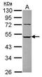 Leukocyte Immunoglobulin Like Receptor A3 antibody, PA5-28902, Invitrogen Antibodies, Western Blot image 