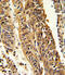 Cytochrome P450 Family 4 Subfamily B Member 1 antibody, 63-569, ProSci, Immunohistochemistry paraffin image 