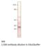 Aquaporin 11 antibody, MBS540504, MyBioSource, Western Blot image 