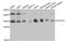 Phospholipid scramblase 3 antibody, STJ114249, St John