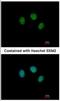 Zinc Finger Protein 345 antibody, NBP2-20996, Novus Biologicals, Immunofluorescence image 