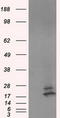 NME/NM23 Nucleoside Diphosphate Kinase 4 antibody, LS-C115150, Lifespan Biosciences, Western Blot image 