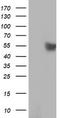 RuvB Like AAA ATPase 2 antibody, LS-C173737, Lifespan Biosciences, Western Blot image 