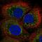 BCL2 Like 13 antibody, HPA030994, Atlas Antibodies, Immunofluorescence image 