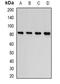 Cartilage Oligomeric Matrix Protein antibody, abx141495, Abbexa, Western Blot image 