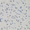Myocardin Related Transcription Factor A antibody, LS-C747692, Lifespan Biosciences, Immunohistochemistry paraffin image 