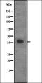Cyclin G2 antibody, orb335115, Biorbyt, Western Blot image 