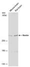 Reelin antibody, PA5-78413, Invitrogen Antibodies, Western Blot image 