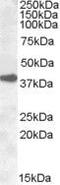 ERCC Excision Repair 1, Endonuclease Non-Catalytic Subunit antibody, PA5-18837, Invitrogen Antibodies, Western Blot image 