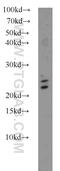 RAB3A, Member RAS Oncogene Family antibody, 16865-1-AP, Proteintech Group, Western Blot image 