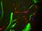 Myelin Basic Protein antibody, LS-C204541, Lifespan Biosciences, Immunocytochemistry image 