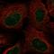 Nucleoporin 62 antibody, HPA005435, Atlas Antibodies, Immunofluorescence image 
