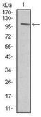 Vav Guanine Nucleotide Exchange Factor 1 antibody, NBP2-37469, Novus Biologicals, Western Blot image 