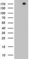 DOT1 Like Histone Lysine Methyltransferase antibody, TA802756AM, Origene, Western Blot image 