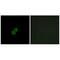 NAD(P)HX Epimerase antibody, A10537, Boster Biological Technology, Immunofluorescence image 