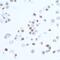 PCNA antibody, A700-075, Bethyl Labs, Immunocytochemistry image 