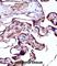 Neural Precursor Cell Expressed, Developmentally Down-Regulated 9 antibody, abx028164, Abbexa, Western Blot image 