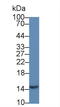 Galectin 2 antibody, LS-C302872, Lifespan Biosciences, Western Blot image 