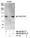 KN motif and ankyrin repeat domain-containing protein 2 antibody, NB100-68218, Novus Biologicals, Immunoprecipitation image 