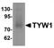 TRNA-YW Synthesizing Protein 1 Homolog antibody, TA319957, Origene, Western Blot image 