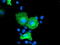 Osm antibody, TA503420, Origene, Immunofluorescence image 