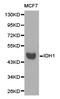 Isocitrate Dehydrogenase (NADP(+)) 1, Cytosolic antibody, TA327310, Origene, Western Blot image 