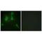 Collagen Type IX Alpha 3 Chain antibody, PA5-49915, Invitrogen Antibodies, Immunofluorescence image 