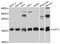 Canopy FGF Signaling Regulator 2 antibody, abx125690, Abbexa, Western Blot image 