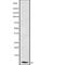 Caspase Recruitment Domain Family Member 18 antibody, abx148909, Abbexa, Western Blot image 