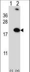 RNA Binding Motif Protein 3 antibody, LS-C100592, Lifespan Biosciences, Western Blot image 