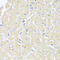 Transforming Growth Factor Beta 2 antibody, 16-502, ProSci, Immunohistochemistry frozen image 