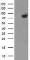 Acyl-CoA Synthetase Short Chain Family Member 2 antibody, MA5-25698, Invitrogen Antibodies, Western Blot image 